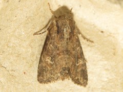 Mesapamea fractilinea