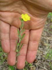 Crocanthemum bicknellii