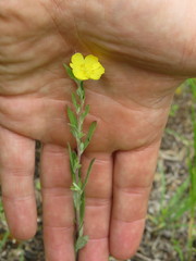 Crocanthemum bicknellii