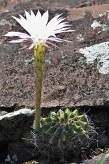 Echinopsis oxygona