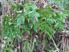 Dryopteris lacera
