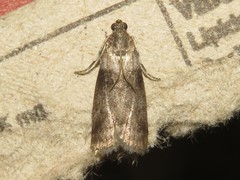 Sciota subfuscella