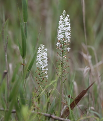 Platanthera nivea