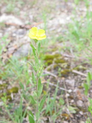 Crocanthemum bicknellii