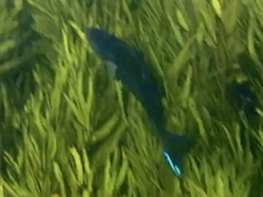 Olisthops cyanomelas