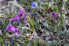 Oxytropis scammaniana
