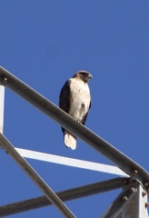 Buteo jamaicensis fuertesi