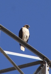 Buteo jamaicensis fuertesi