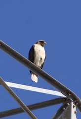 Buteo jamaicensis fuertesi