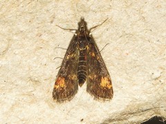 Pyrausta orphisalis