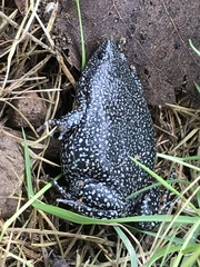 Elachistocleis pearsei