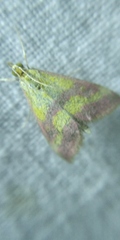 Pyrausta sanguinalis