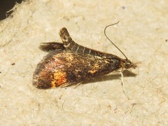 Pyrausta orphisalis