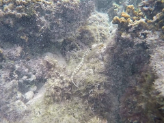 Corythoichthys haematopterus