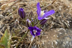 Brodiaea rosea rosea
