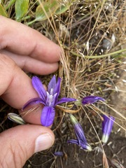 Brodiaea rosea rosea