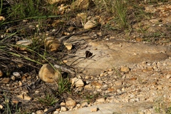 Aeropetes tulbaghia