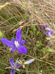 Brodiaea rosea rosea