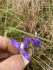 Brodiaea rosea rosea
