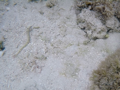 Corythoichthys haematopterus