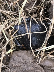 Elachistocleis pearsei