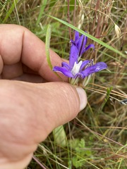 Brodiaea rosea rosea
