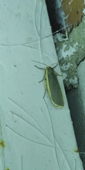 Eilema lurideola
