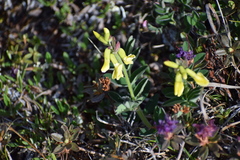 Astragalus umbellatus