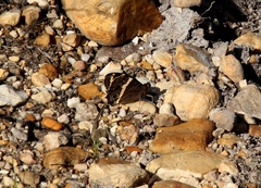 Aeropetes tulbaghia
