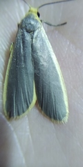 Eilema lurideola