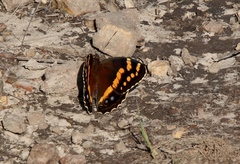 Aeropetes tulbaghia