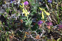 Astragalus umbellatus