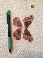 Callosamia angulifera