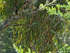Amyema pendula pendula