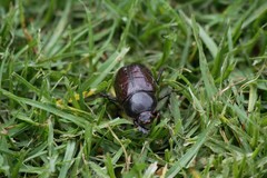 Heterogomphus dilaticollis