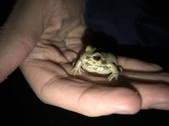 Pseudacris streckeri