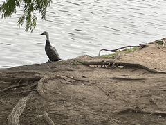 Anas platyrhynchos domesticus