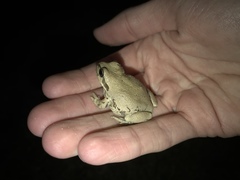 Pseudacris streckeri