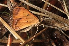 Chrysolarentia vicissata