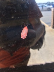 Hypoprepia miniata