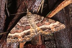 Chrysolarentia vicissata