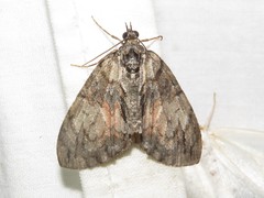 Hydriomena perfracta