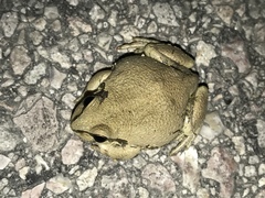 Pseudacris streckeri