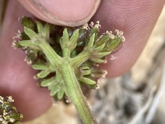 Cymopterus minimus