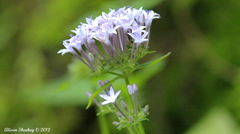 Pentas lanceolata