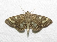 Anania coronata