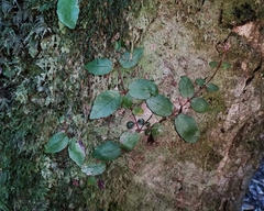 Hydrangea serratifolia