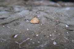 Bembicium vittatum