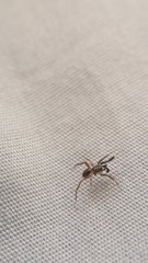 Phrurotimpus borealis