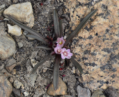 Lewisia pygmaea